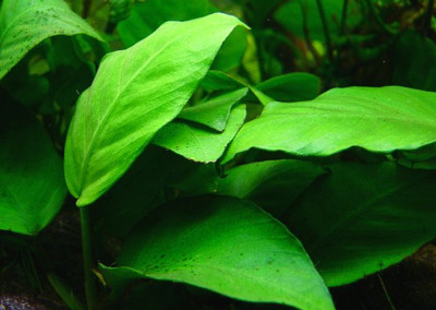 Anubias Barteri