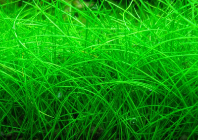 Eleocharis Parvula