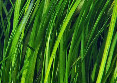 Vallisneria Spiralis Tiger