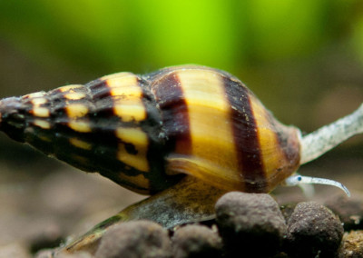 Assassin Snail (Clea helena)