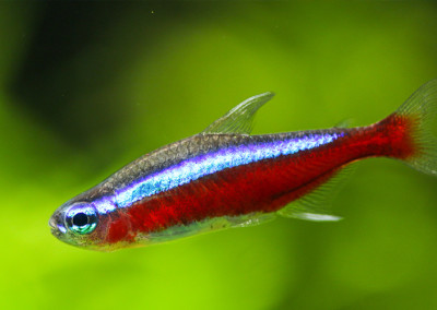 Cardinal Tetra (Paracheirodon axelrodi)