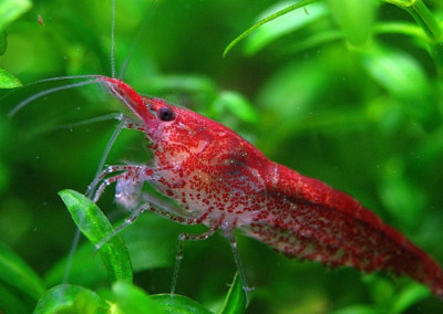 Red Cherry Shrimp (Neocaridina denticulata sinensis)