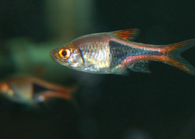 Harlequin Rasbora (Rasbora heteromorpha)