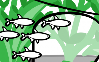 Introducing the not so humble tetra