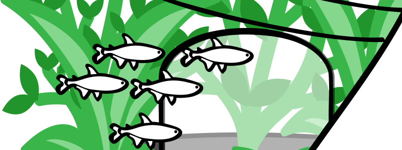 Introducing the not so humble tetra