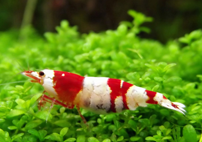 red-crystal-shrimp